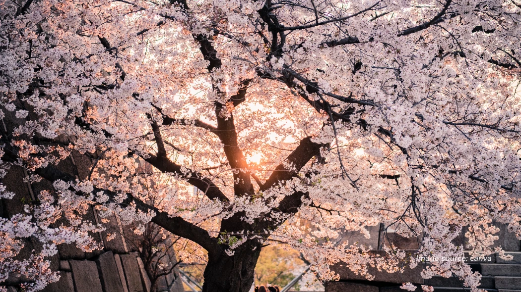 hanami adalah