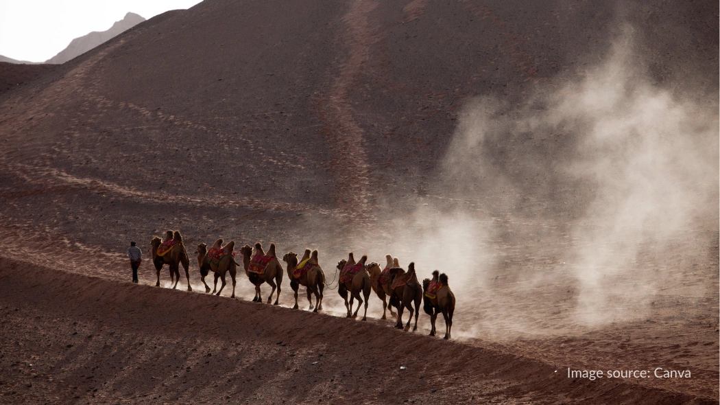 Pedagang membawa unta menyusuri Silk Road