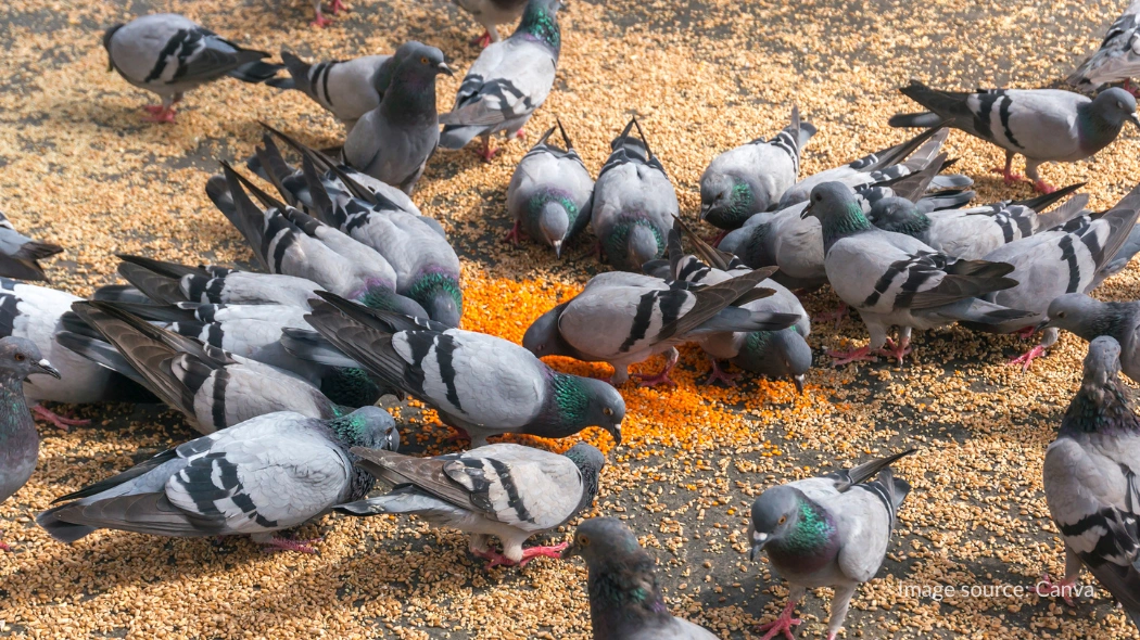 larangan memberi makan merpati di mekkah